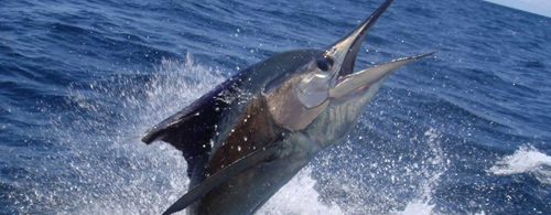 Costa Rica - Crocodile Bay - Sailfish